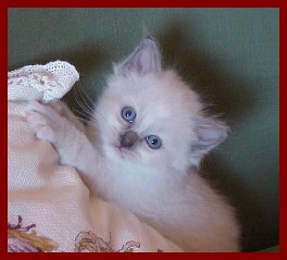 kitten1.jpg (13557 bytes)